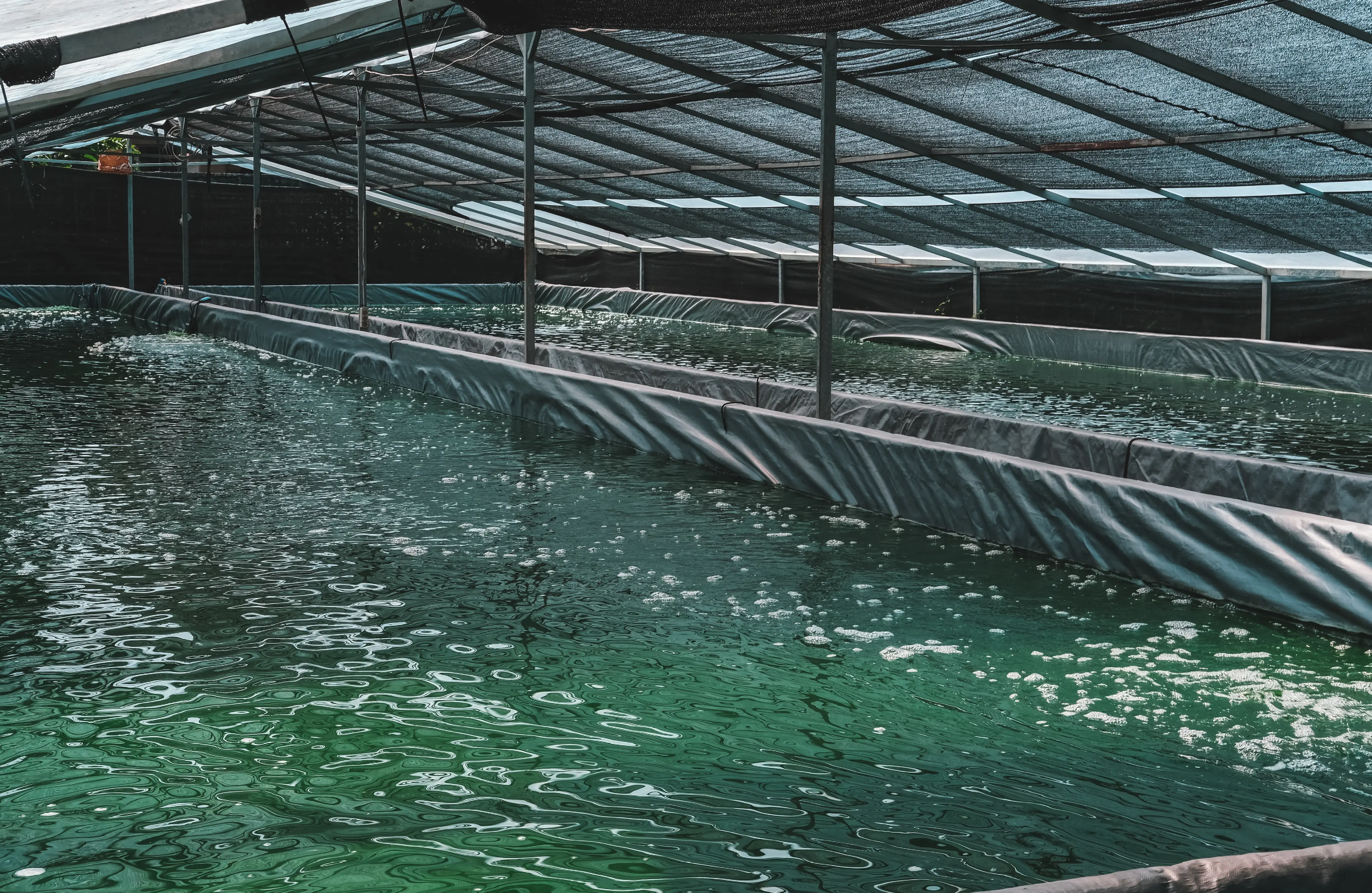 Leichte Handhabung und überschaubare Kosten: In offenen Anbau-Becken können sehr robuste Mikroalgen wie Spirulina kultiviert werden. 