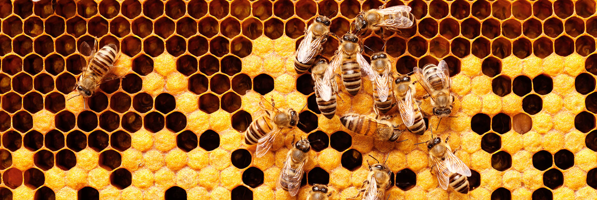 Manuka-Honig und Jarrah-Honig| So werden sie hergestellt