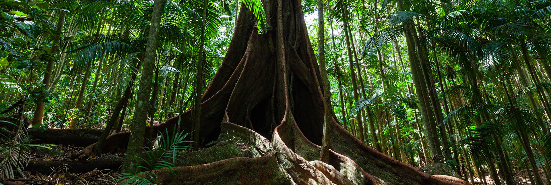 Wie Feigenbäume Wälder wieder aufforsten und die Biodiversität unterstützen