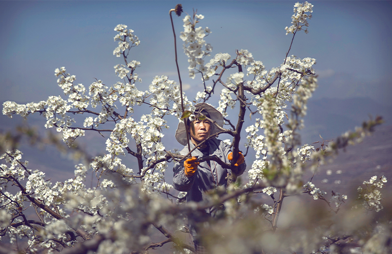 A Chinese farmer pollinates a pear tree by hand on March 25, 2016 in Hanyuan County, Sichuan province, China. Kevin Frayer/Getty Images