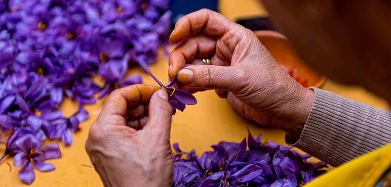 Processing Saffron by hand.