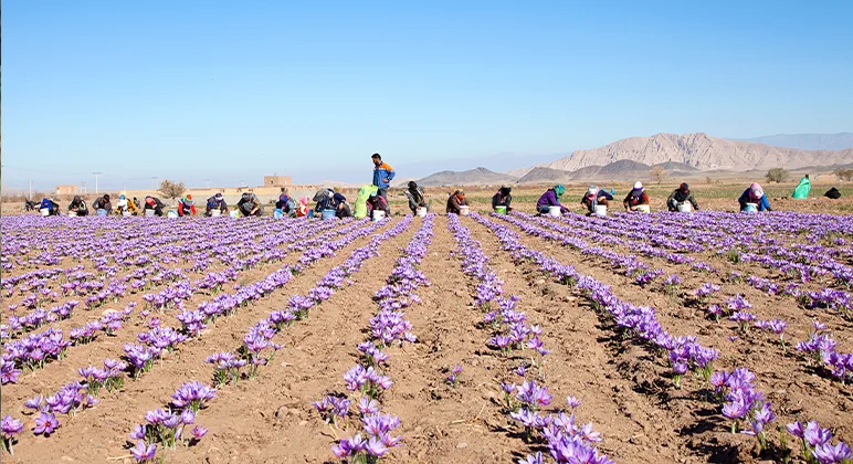 The unique climatic conditions needed to grow saffron are a reason for it's cost. Iran has capitalised on demand to become the largest saffron producer, producing 95% of the global market share.
