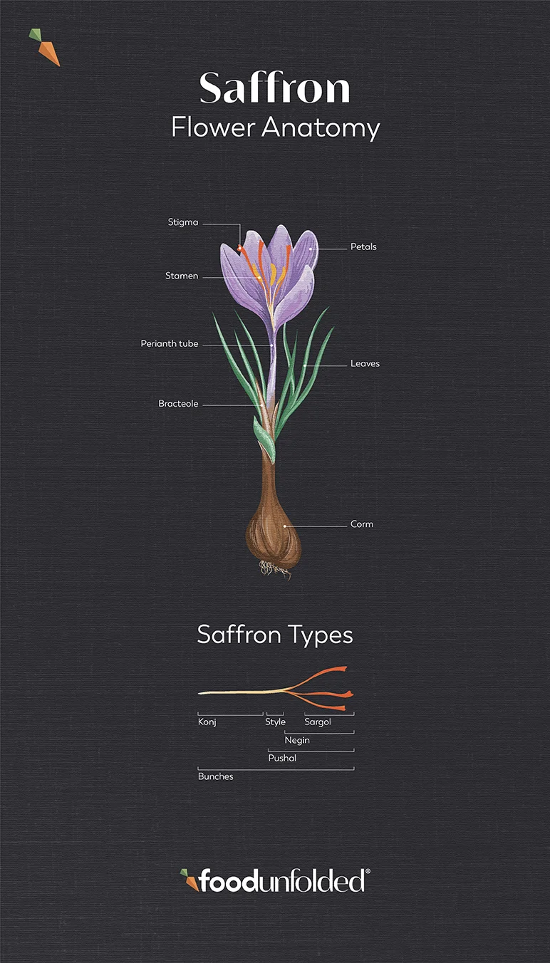 Anatomy of Saffron (Paulina Cerna Fraga)