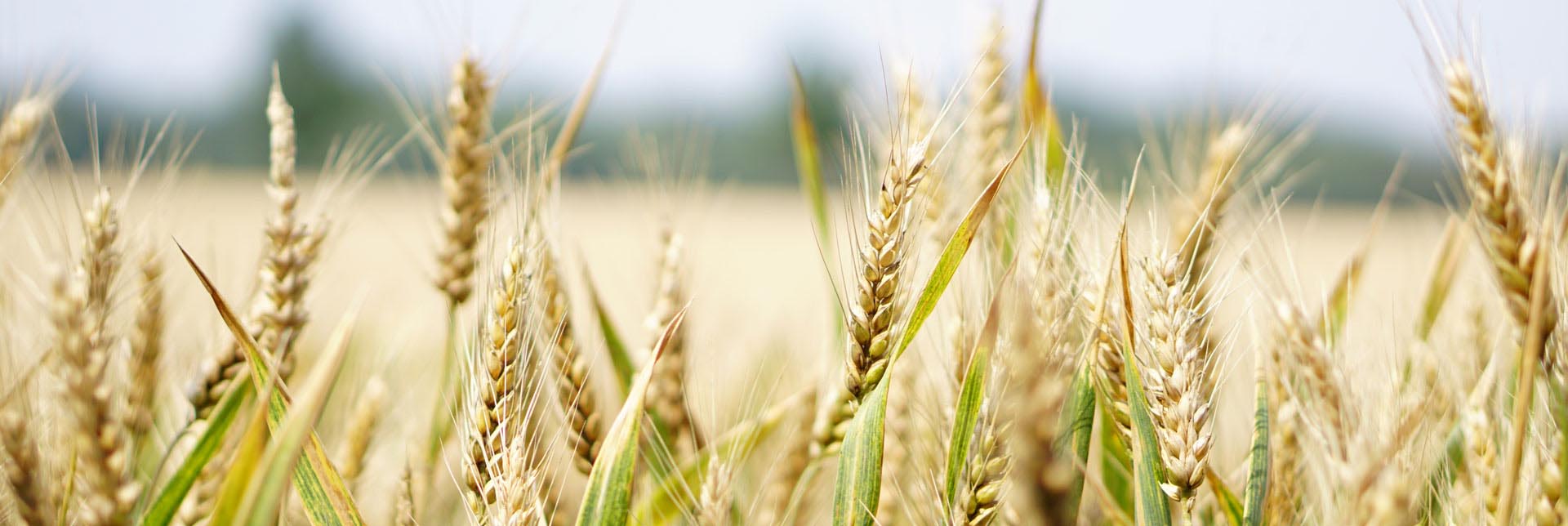 Die grosse Debatte: Sagen wir Ja oder Nein zu GMO-Food?