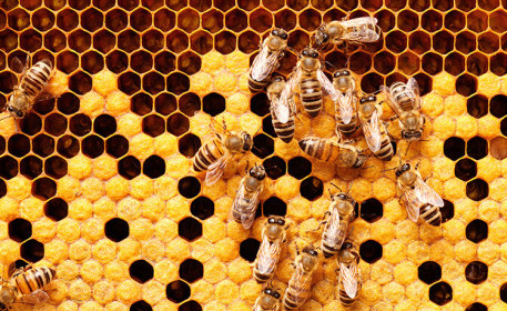 Manuka-Honig und Jarrah-Honig| So werden sie hergestellt