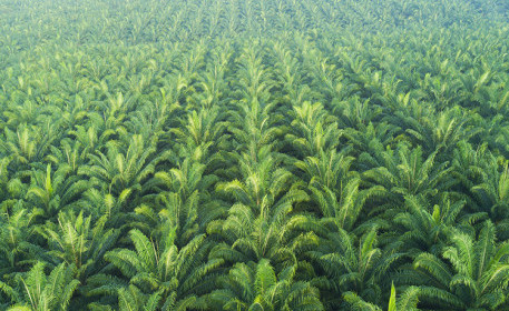 Probleme mit Palmöl|Die wahren Kosten der Produktion