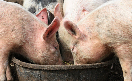 Können Schweine helfen, die Lebensmittelverschwendung zu reduzieren? 