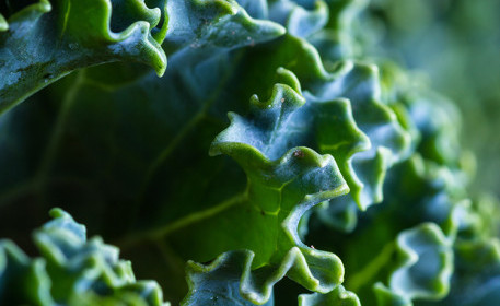 Calcium in pflanzenbasierter Ernährung | Vegane Calciumquellen