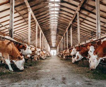 Wie sehen die Folgen für die Umwelt bei der Rindfleischproduktion wirklich aus? 