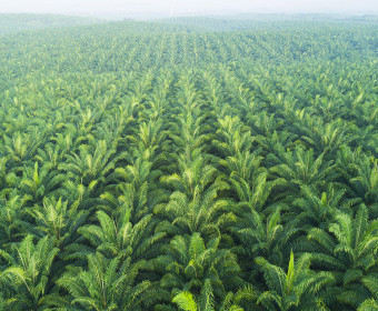 Probleme mit Palmöl|Die wahren Kosten der Produktion