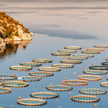 Fischzuchten: Das ASC-Zertifikat | Nachhaltige Meeresfrüchte kaufen