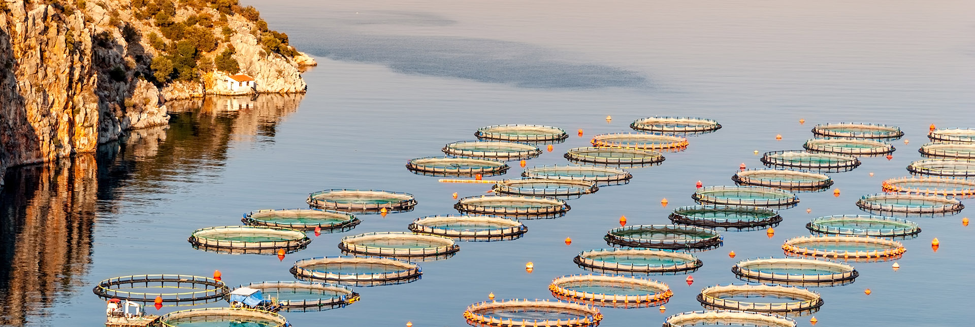 Fischzuchten: Das ASC-Zertifikat | Nachhaltige Meeresfrüchte kaufen