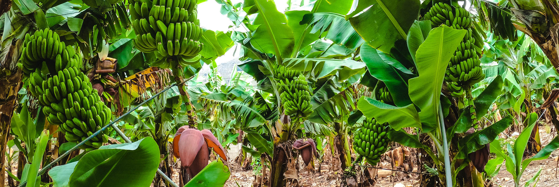 Bananenplantagen | Drei nachhaltige Verfahren