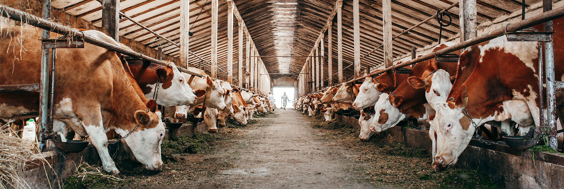 Wie sehen die Folgen für die Umwelt bei der Rindfleischproduktion wirklich aus? 