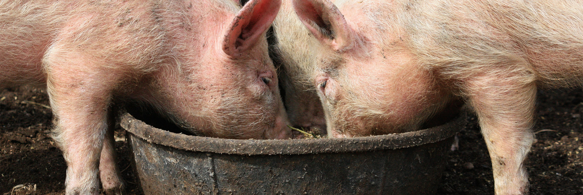 Können Schweine helfen, die Lebensmittelverschwendung zu reduzieren? 