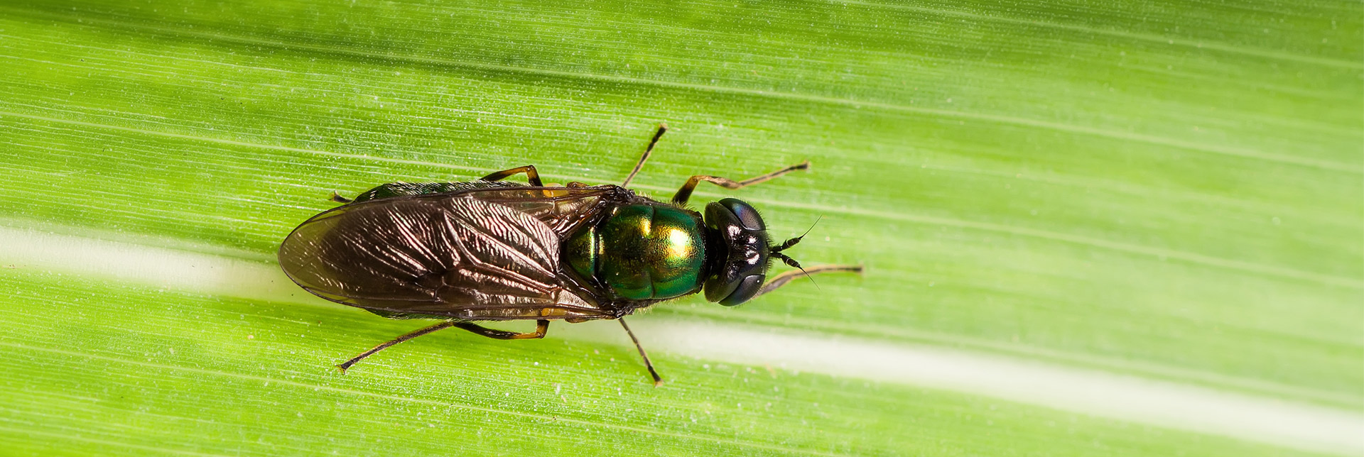 Los insectos: el alimento del futuro para una agricultura sostenible