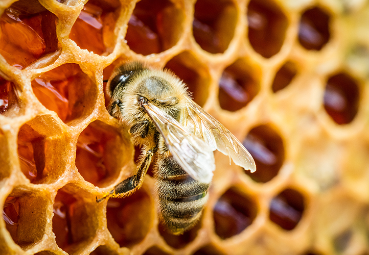 Qué es la miel de manuka y para qué sirve?