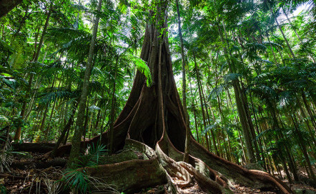 ¿Cómo ayudan las higueras a restaurar los bosques y la biodiversidad?