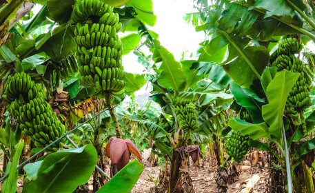 Las plantaciones de plátano | 3 prácticas sostenibles