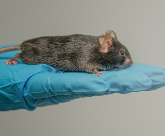 La experimentación con animales para la investigación alimentaria | Pregunte al experto