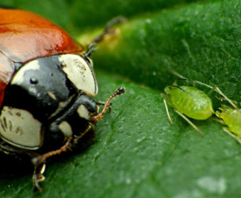 Combate de insectos en cultivos: el escarabajo vs. el pulgón