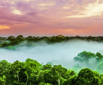 El impacto de la deforestación en las nueces de Brasil