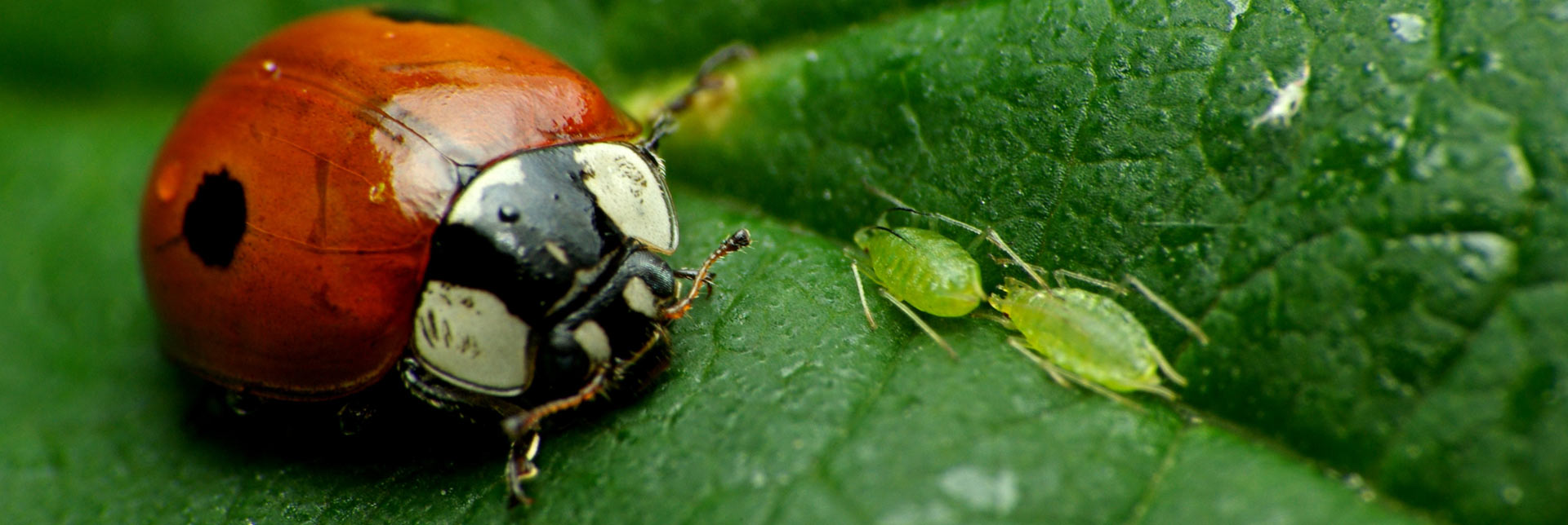 Combate de insectos en cultivos: el escarabajo vs. el pulgón