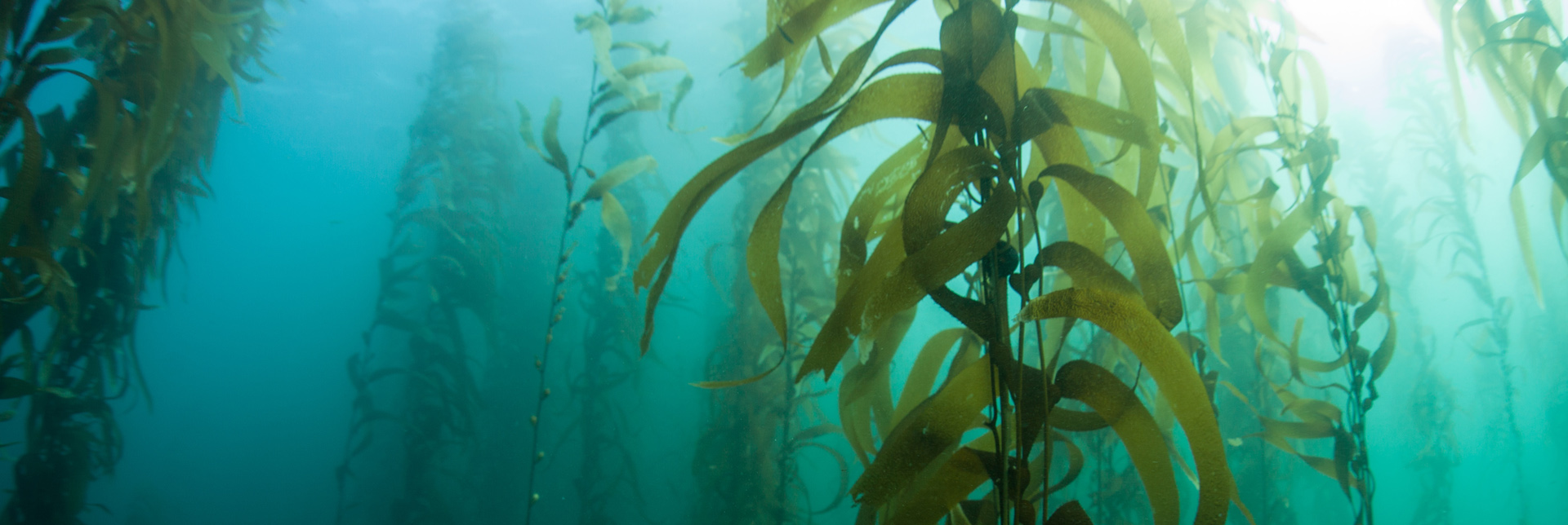 Algas | Cultivo de algas marinas