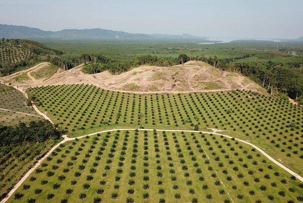 Oil palm plantation at rainforest edge in Southeast Asia.