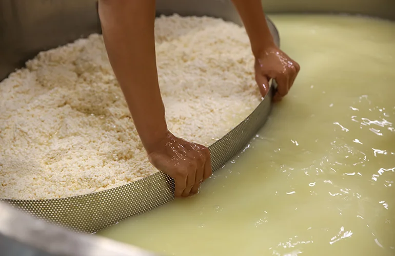 Image of cheesemaking - separating the curds from the whey.