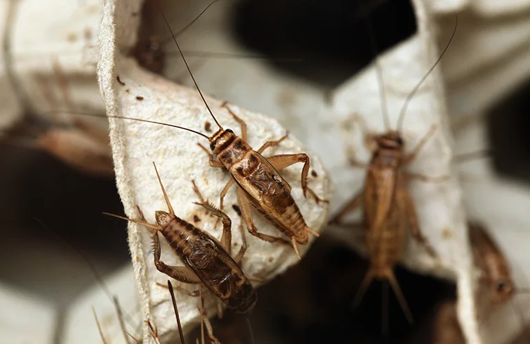Close up photo of crickets