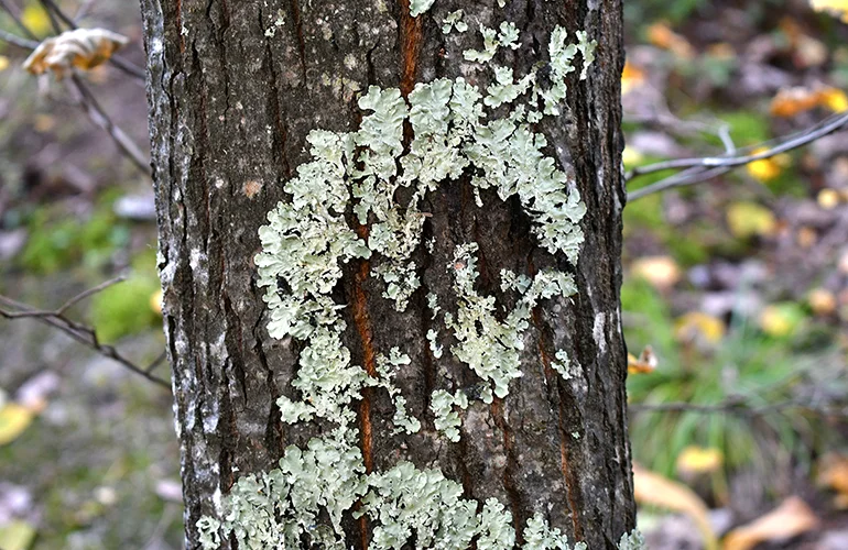 A tree covered with leaf lichens and shrub-like fruit lichens.