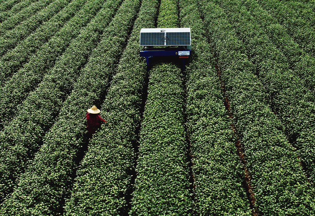 An AI tea picking robot at a tea plantation in Hangzhou, China, 2023. It is understood that the AI tea picking robot can accurately identify tea buds through image recognition. (Photo by Costfoto/NurPhoto via Getty Images)