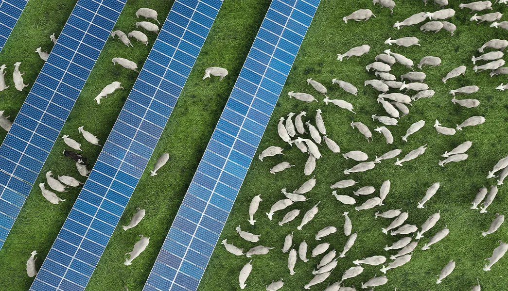 Aerial view of sheep grazing under solar panels, Spain. Condensation builds up on the panels during warm temperatures, dripping onto the surrounding grass. This can help to keep grazing areas healthy during periods of drought. 