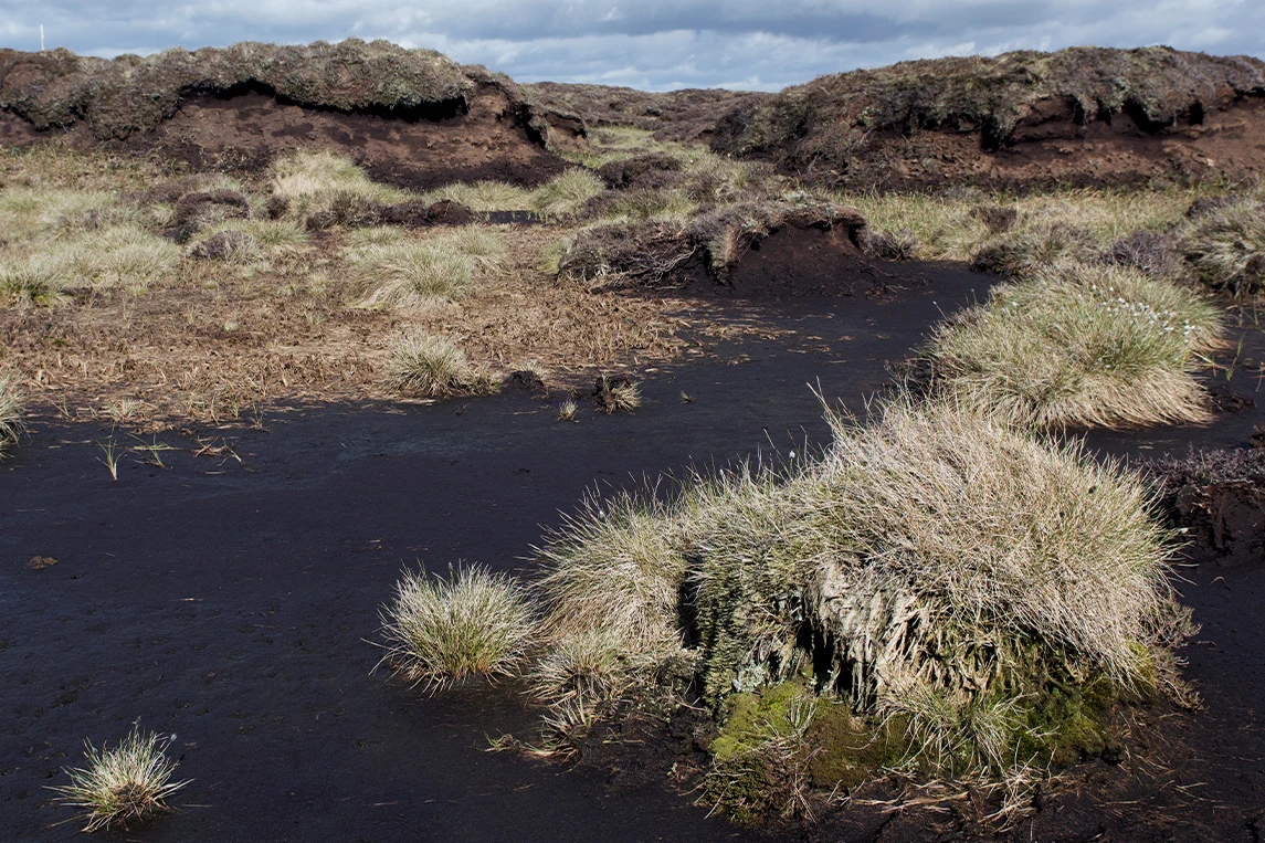 Overgrazing can cause peat hags to form, exposing the peat surface to dry out and blow/wash away. (Wayne Hutchinson via Getty Images)