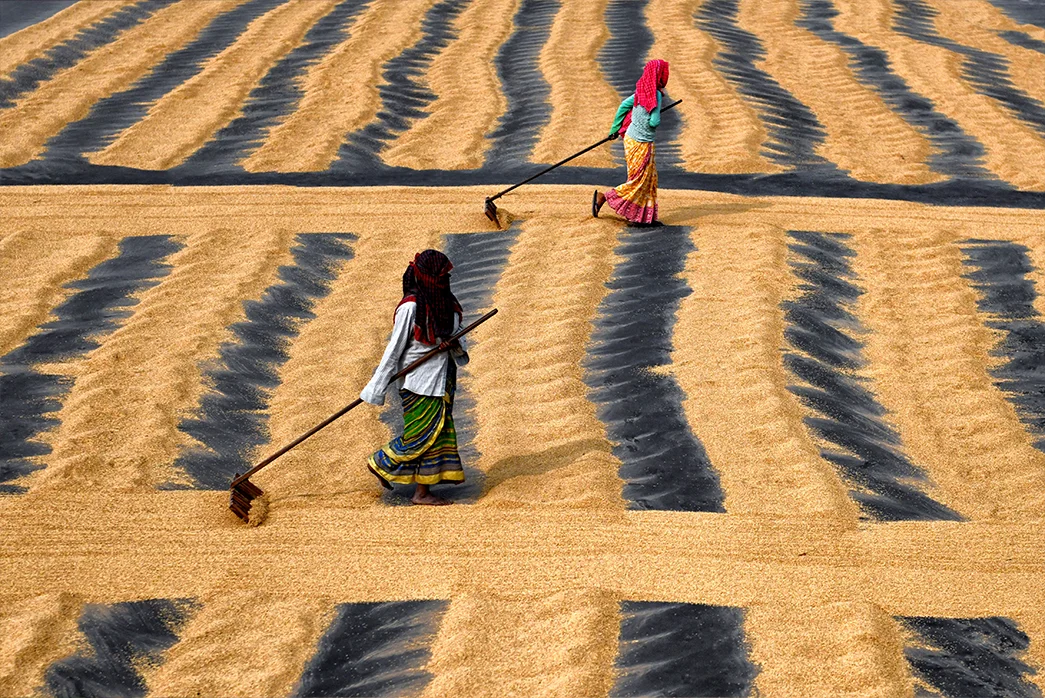Workers drying paddy grains by creating long columns of rice before spreading the piles with feet and rakes. By reducing the moisture level of the grain, the risk of bacteria is kept to a minimum. (Photo by Avishek Das via Getty Images)