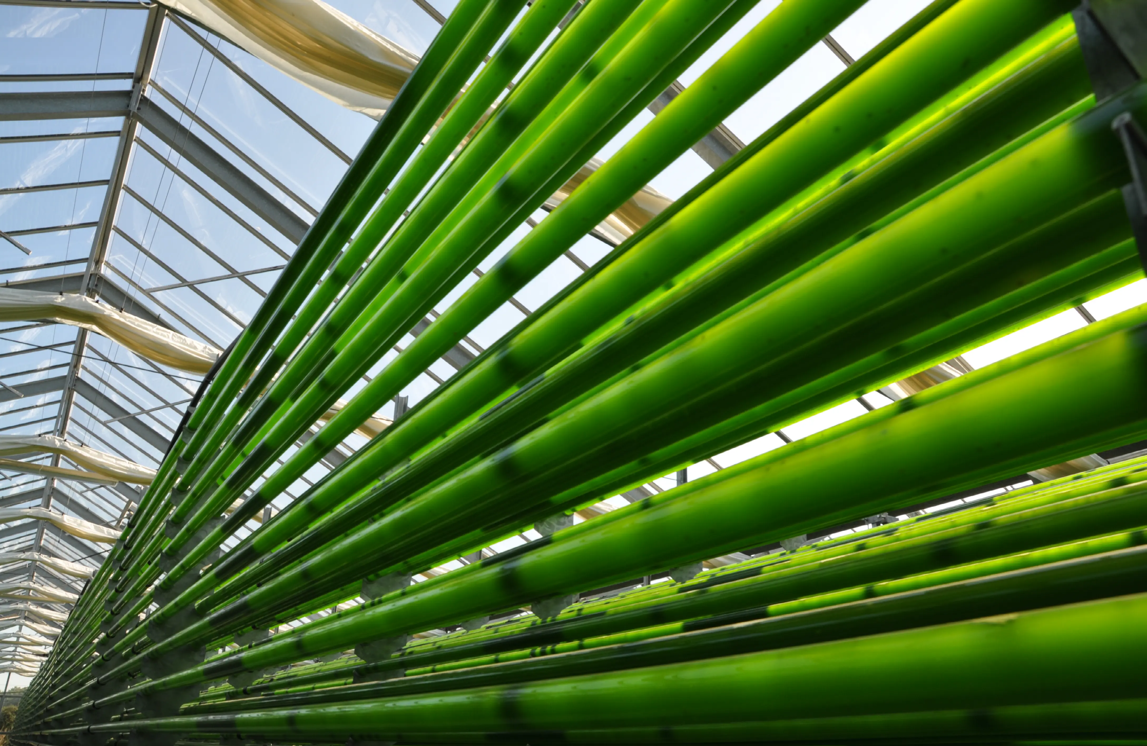 In the water-filled tubes of the photobioreactors, microalgae grow under optimum conditions, while fresh water use can be considerably reduced.