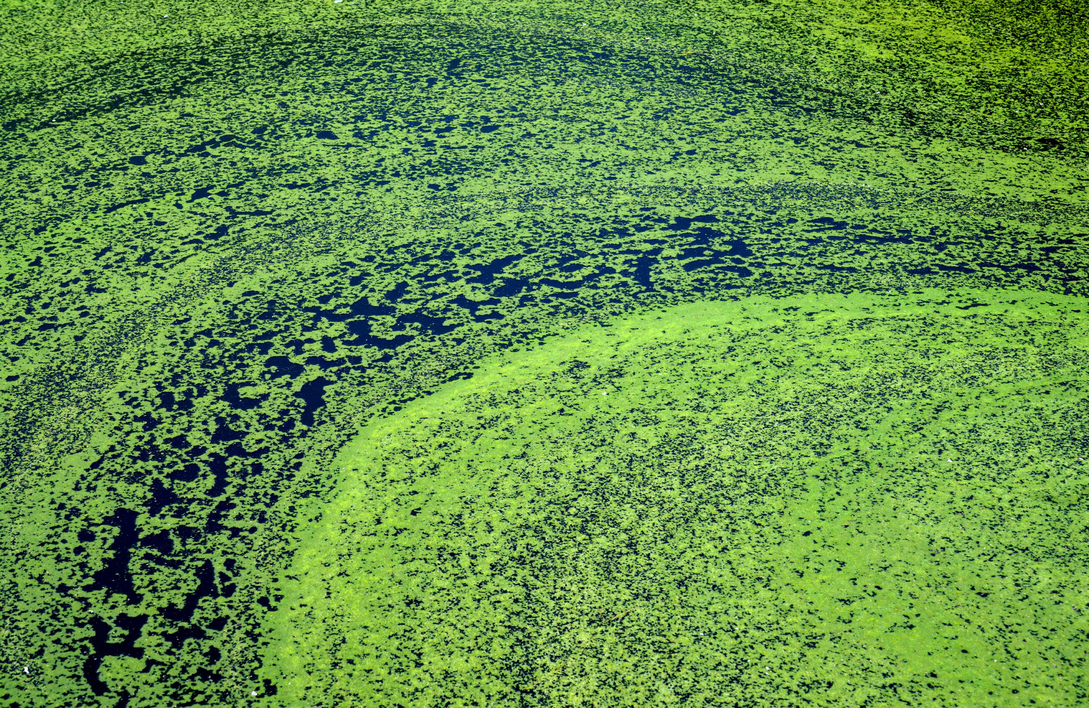 During an algae bloom, cyanobacteria, commonly known as blue-green algae, develop at the surface of the water and prevent access to light and oxygen for other organisms.