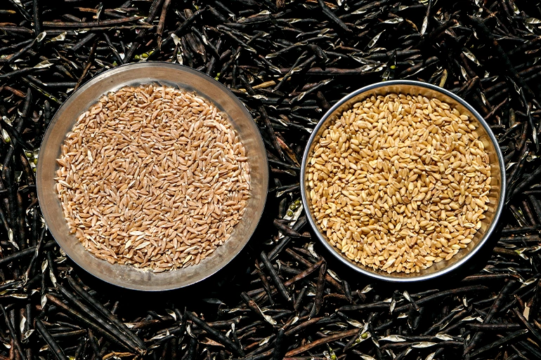 To the left, traditional emmer wheat which is slightly sweeter. To the right, the hybrid variety.