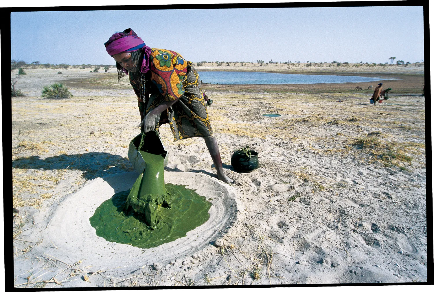 In Central Africa, Spirulina grows abundantly in Lake Chad and is collected, dried, and made into a sauce which  is widely consumed by the Kanembu people of Chad.  © FAO/Marzio Marzot