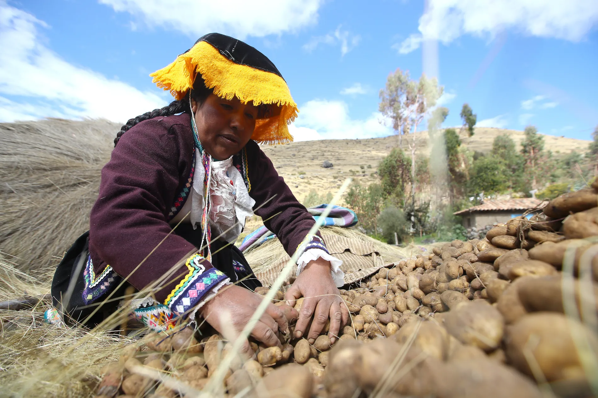 44-year-old farmer Justina Chipa works on the selection and classification of potatoes after the harvest on June 21, 2022 in Pisac, Peru.
