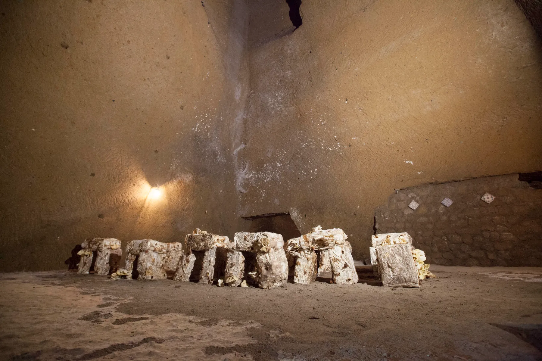 Experimental cultivation of mushrooms in a cave who hosts also the museum in a former WWII antiaircraft refuge made in ancient tuff quarry and roman water tanks. Naples, Italy.