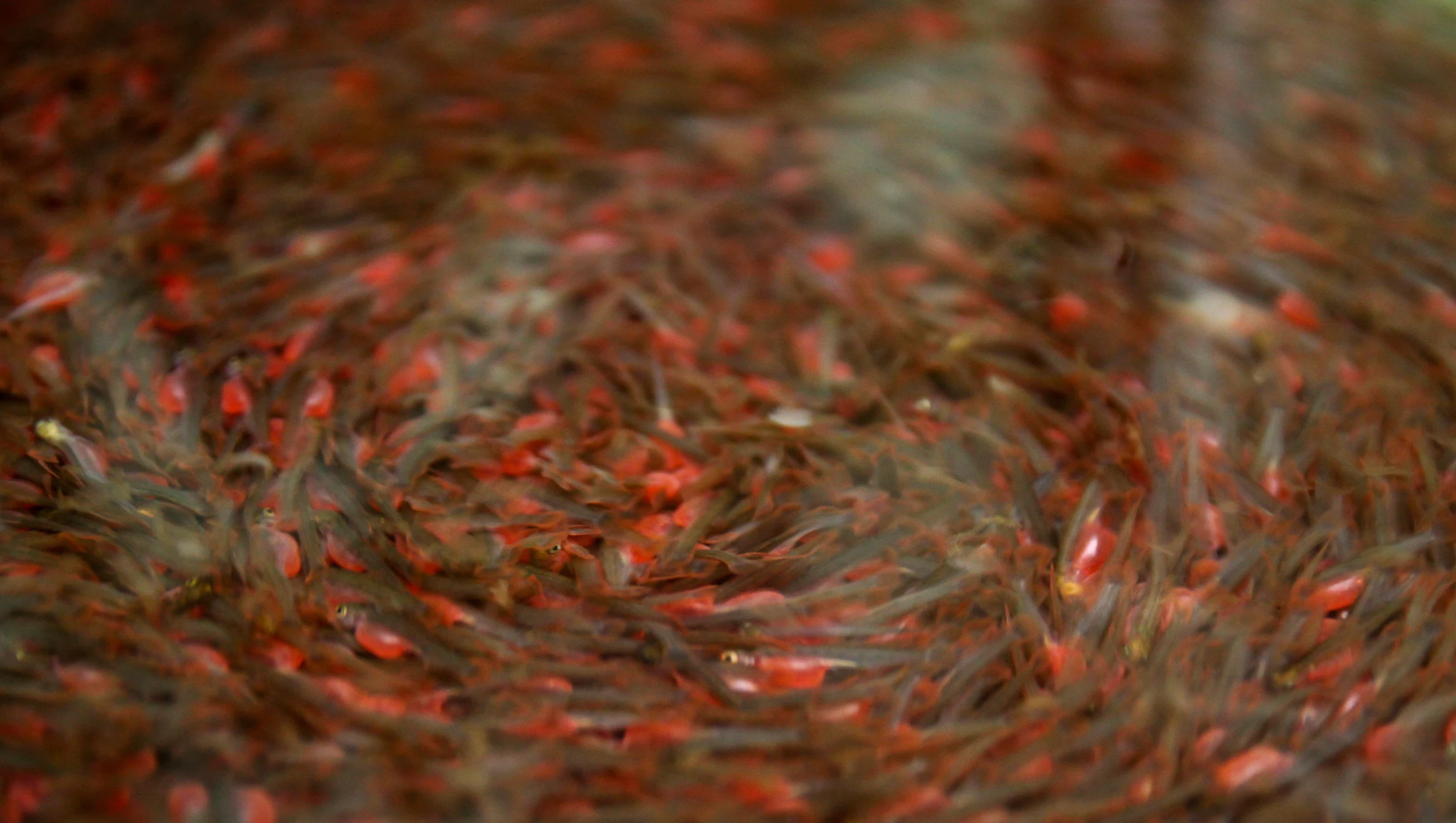 Salmon fry emerging from their eggs. (Photo by Stock Connection Blue/Alamy Stock Photo)