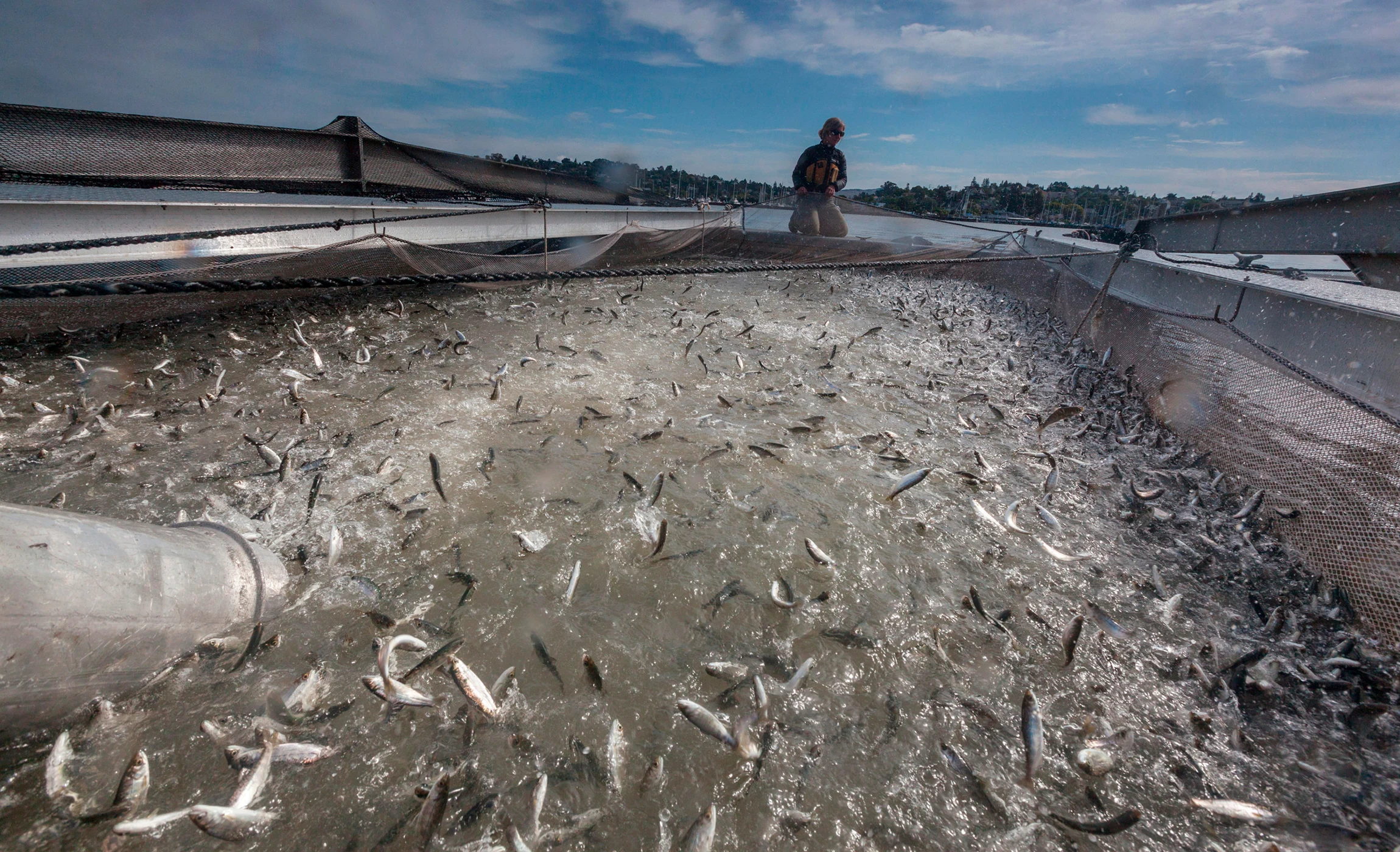 Hatchery chinook salmon smolts released into a net. (Photo by Cavan Images/Alamy Stock Photo)