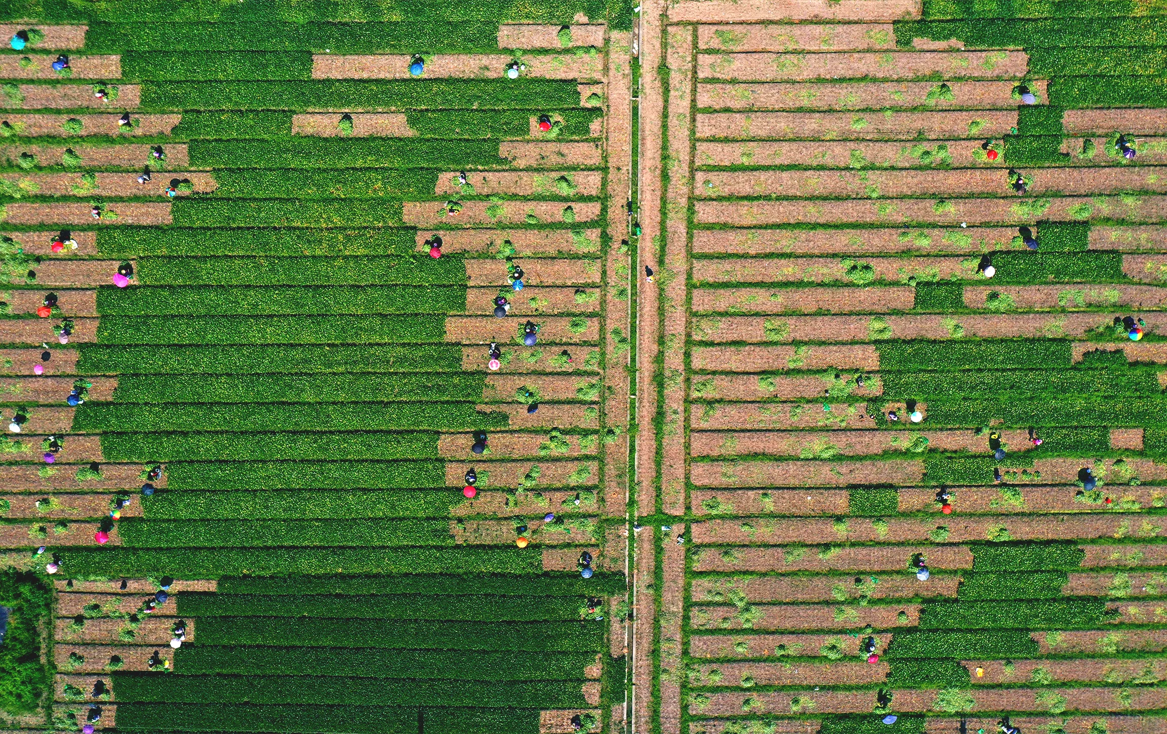 Farmers harvesting Edamame, or fresh green soybeans, in Wenling, Taizhou City, China. (Photo Liu Zhenqing/VCG via Getty Images)
