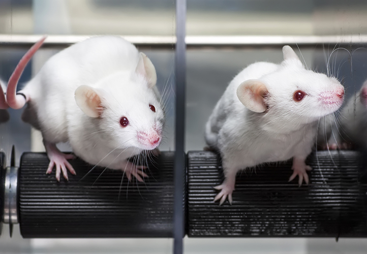 Animal Testing in Food Research | Ask the Expert