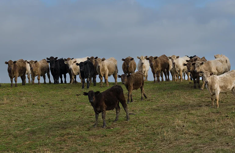 Evidence that regenerative grazing can improve the amount of carbon held in the soil exists, but remains largely anecdotal. 