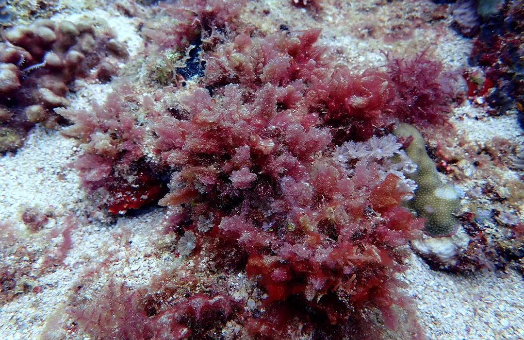 Asparagopsis taxiformis is a species of red algae. Of the seaweeds so far tested, Asparagopsis shows the most promise for use in beef cattle feed as a methane inhibitor. 