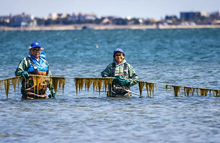 Members of the Shinnecock Indian Nation leverage traditional kelp farming techniques to help manage the negative impact of climate change at their farm in Hampton Bays, New York. (J. Conrad Williams Jr. via Getty Images)