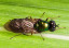 blacksoldierfly.jpg